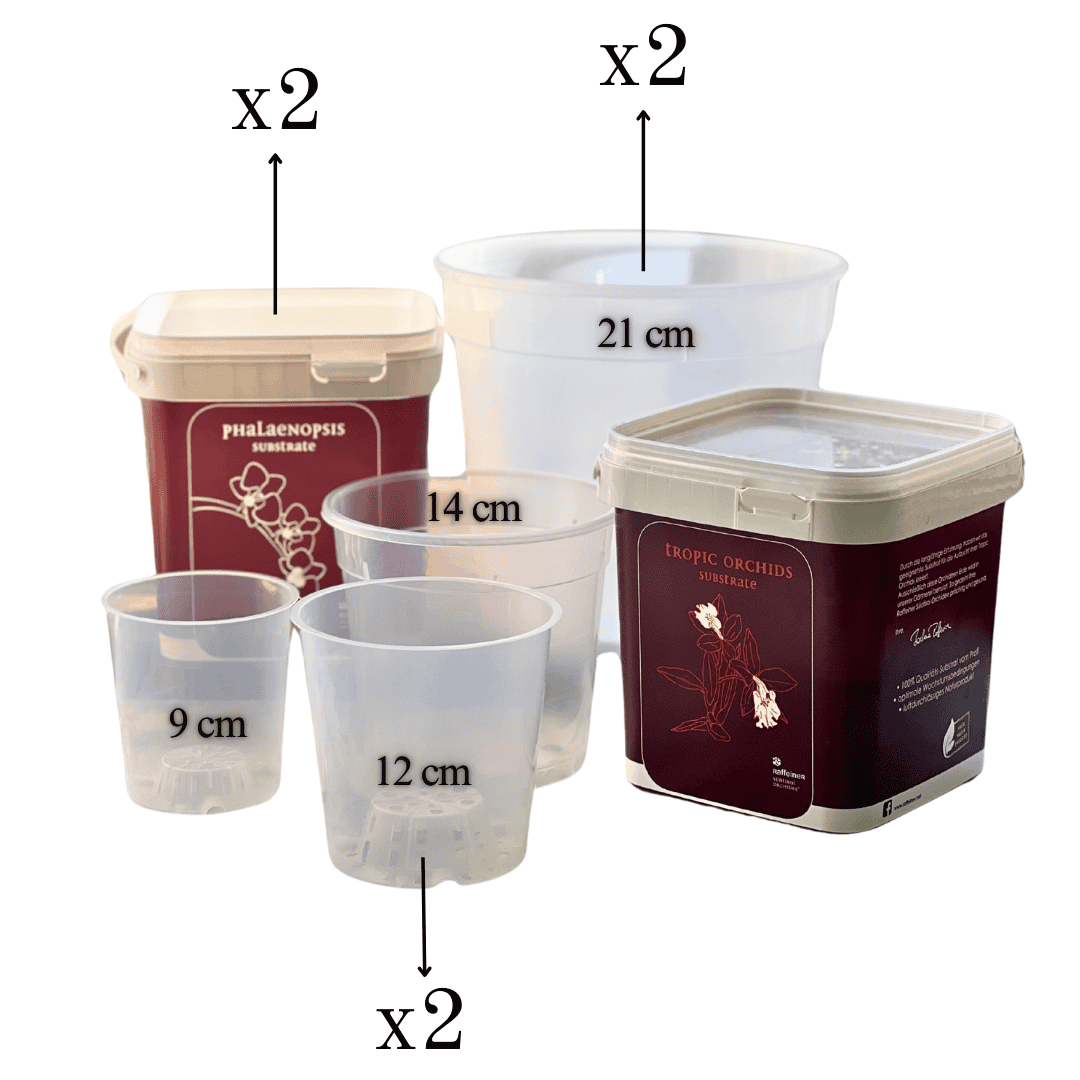 Kit Rinvaso Orchidee -