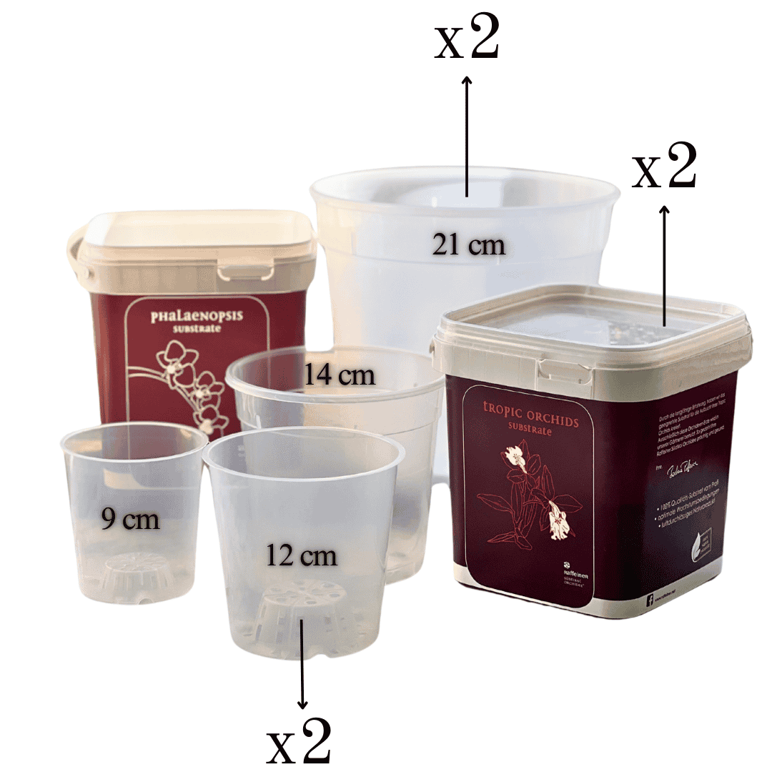 Kit Rinvaso Orchidee -