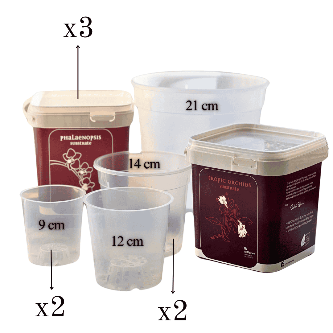 Kit Rinvaso Orchidee -