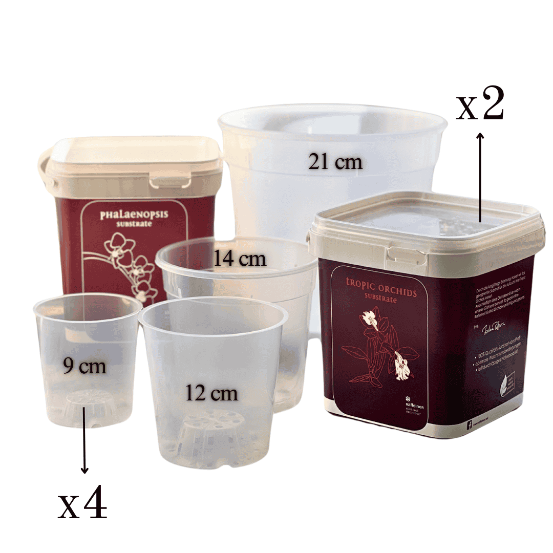 Kit Rinvaso Orchidee -