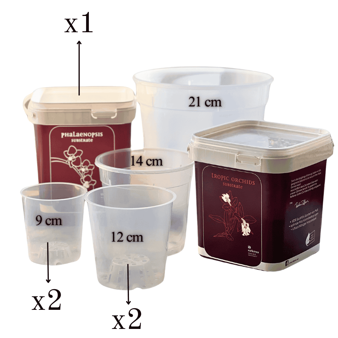 Kit Rinvaso Orchidee -