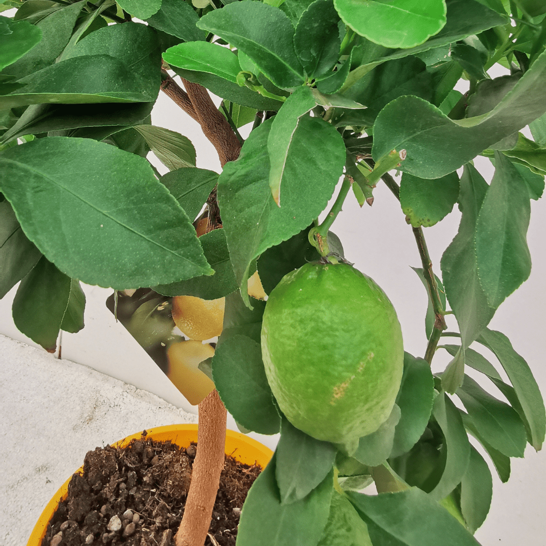 Limone -