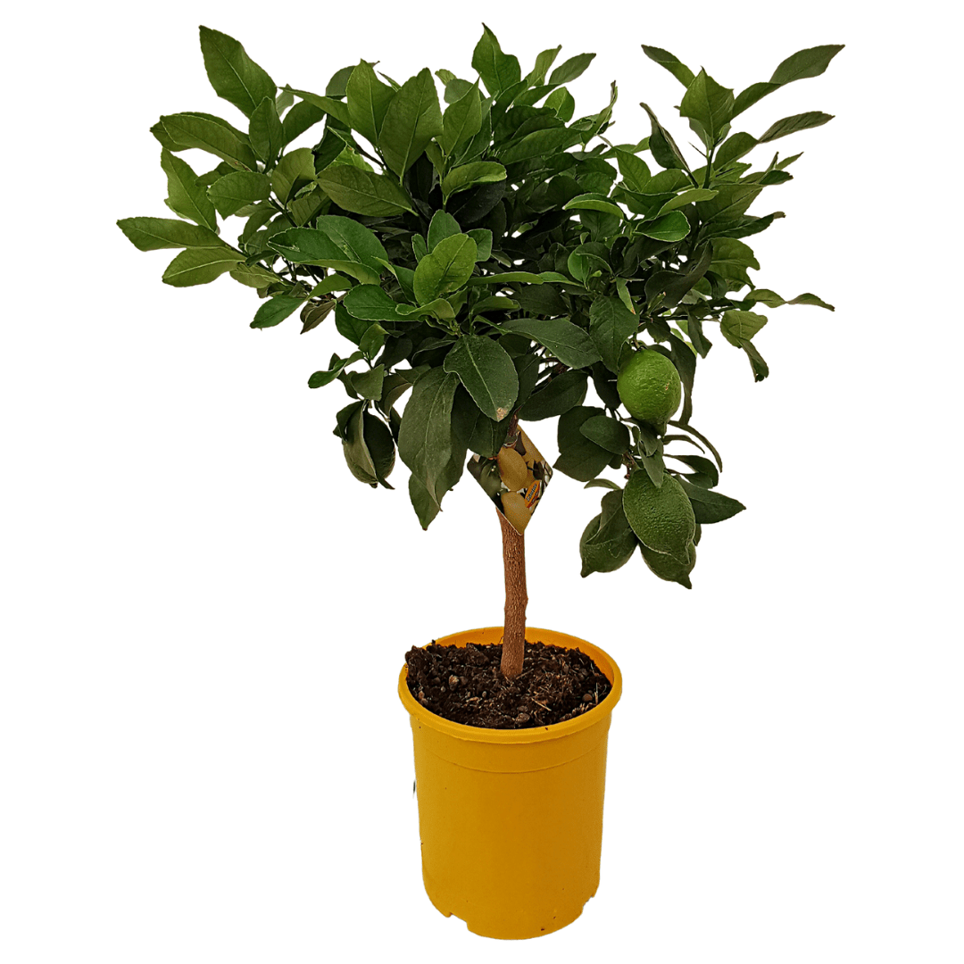 Limone -