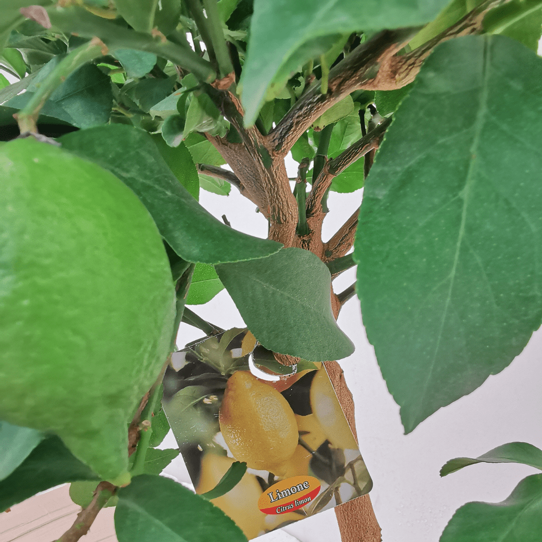 Limone -