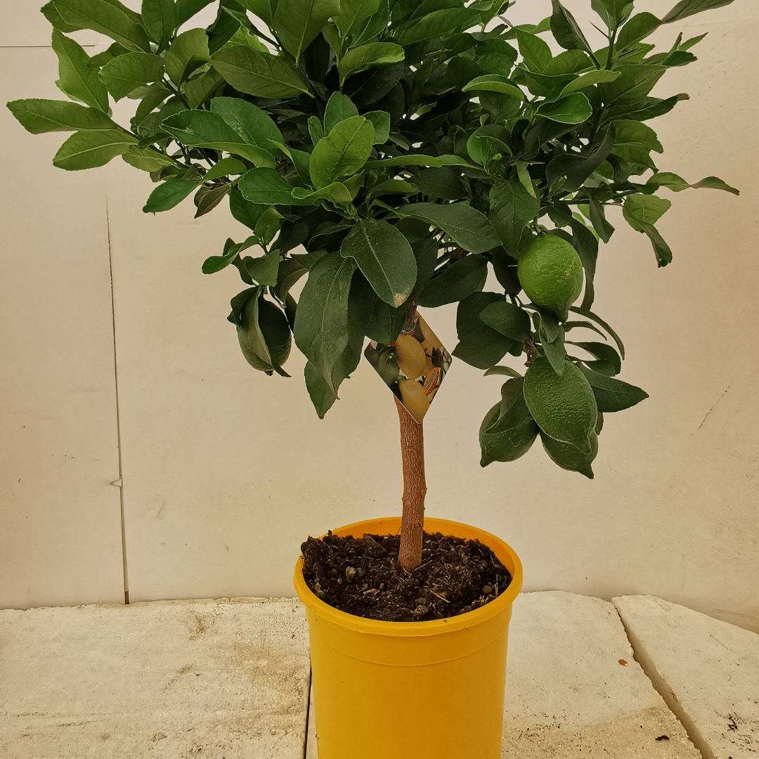 Limone -