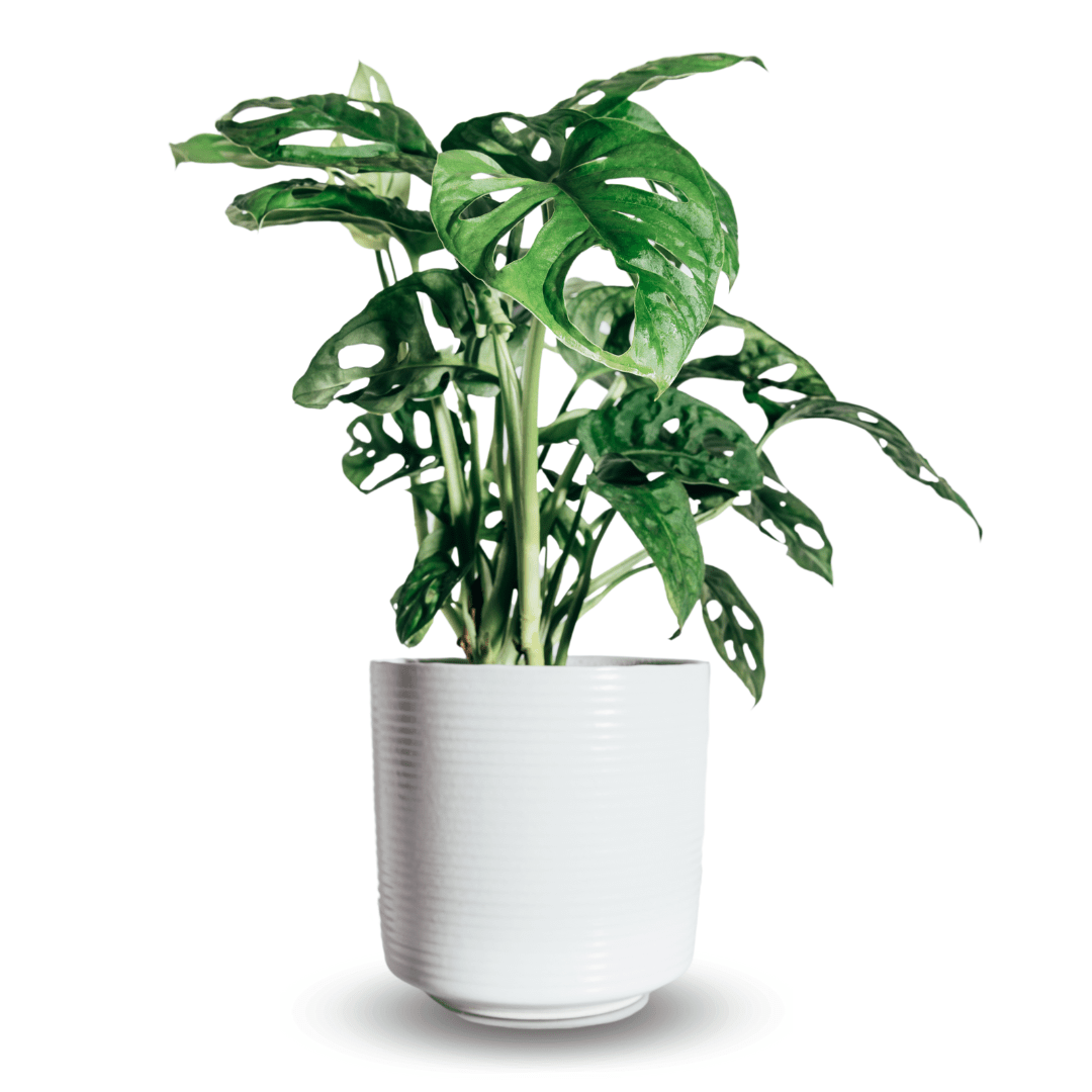 Monstera Obliqua Monkey -