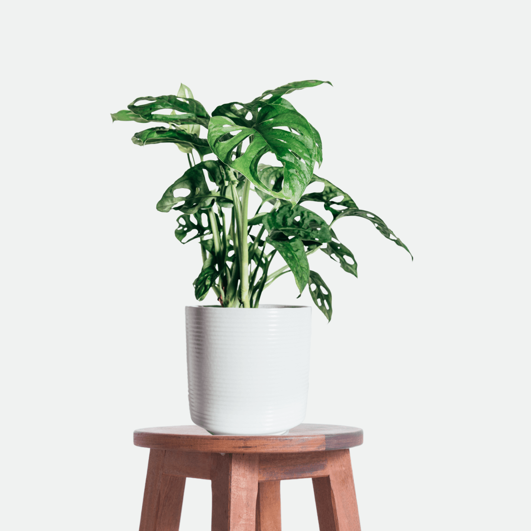 Monstera Obliqua Monkey -