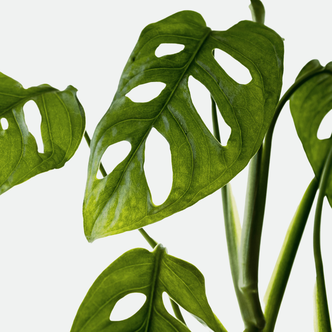 Monstera Obliqua Monkey -