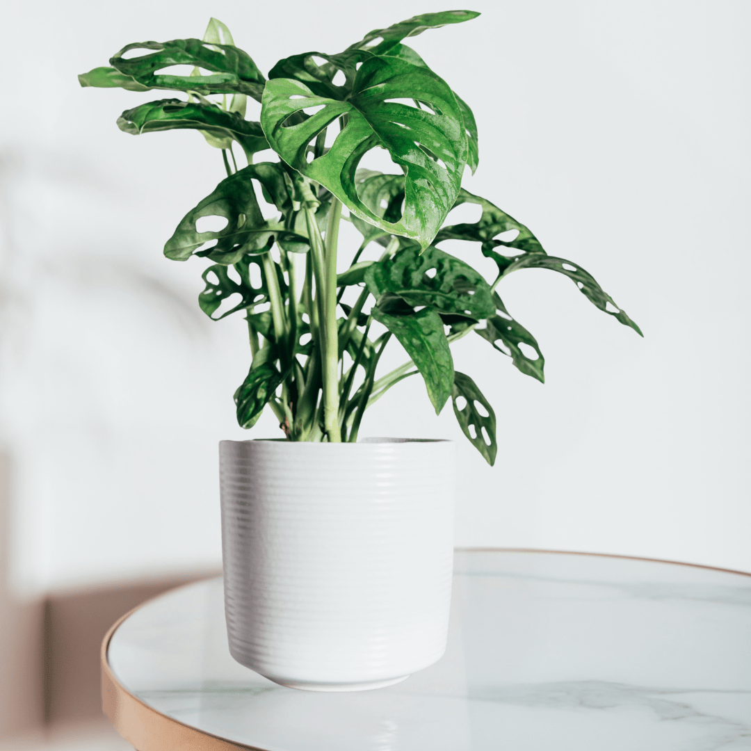 Monstera Obliqua Monkey -