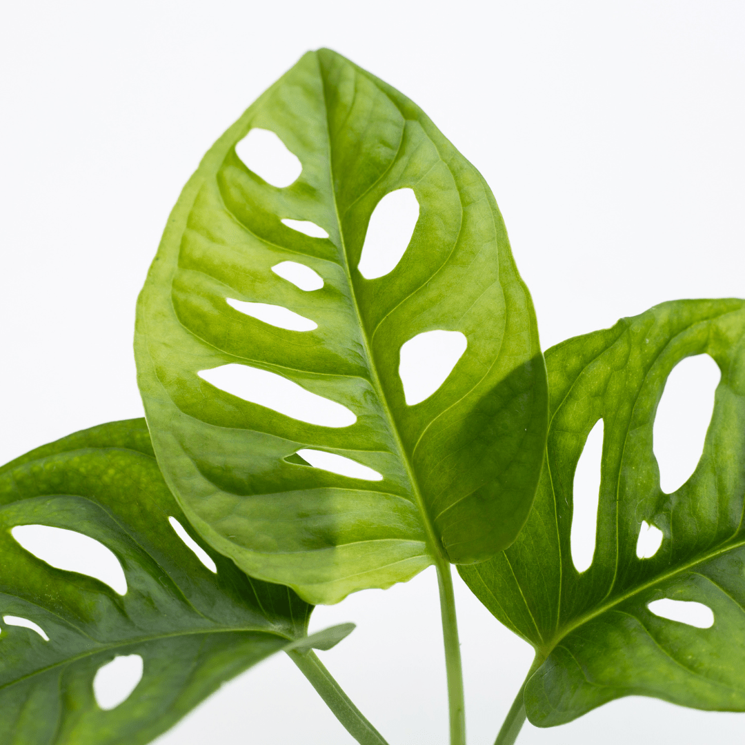 Monstera Obliqua Monkey -