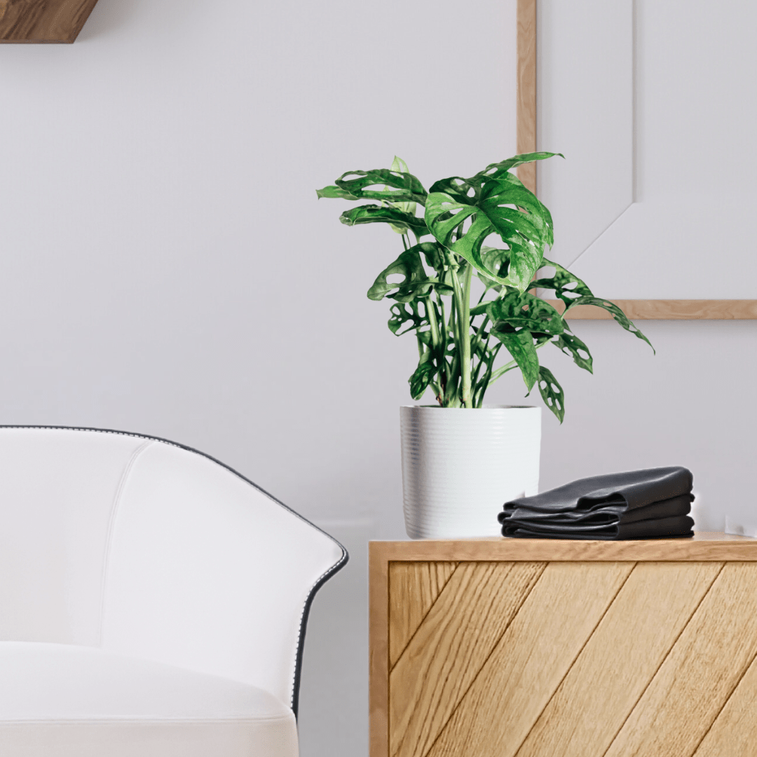 Monstera Obliqua Monkey -