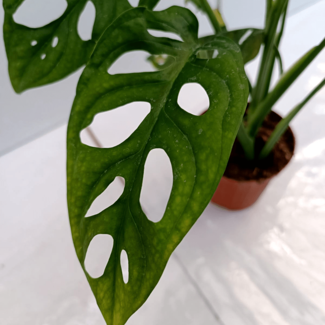 Monstera Obliqua Monkey -