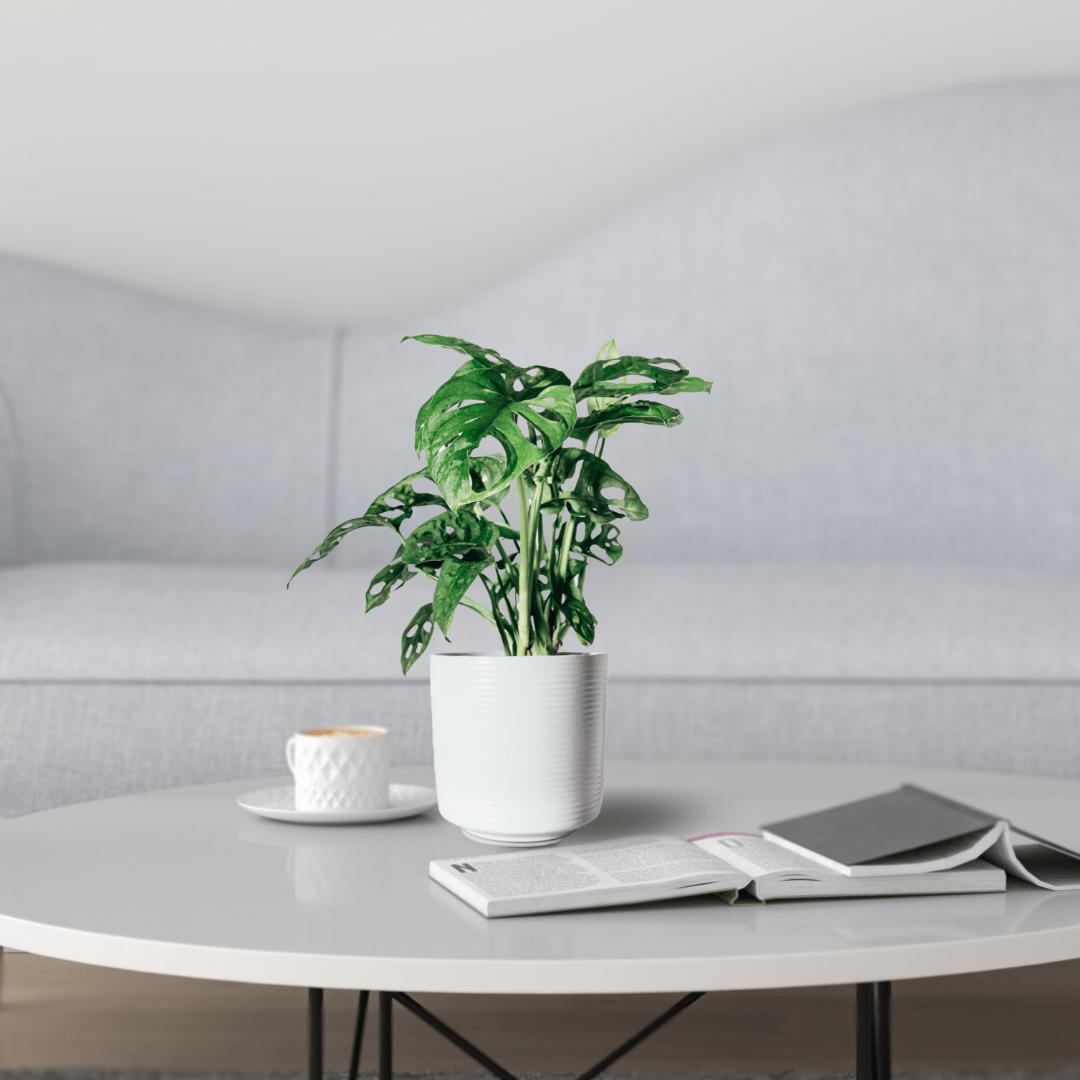 Monstera Obliqua Monkey -