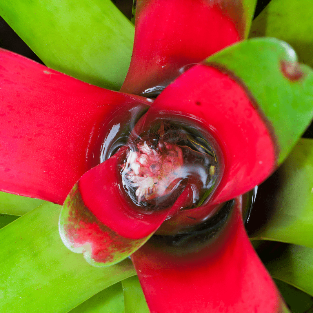 Neoregelia Fireball Ø9 -