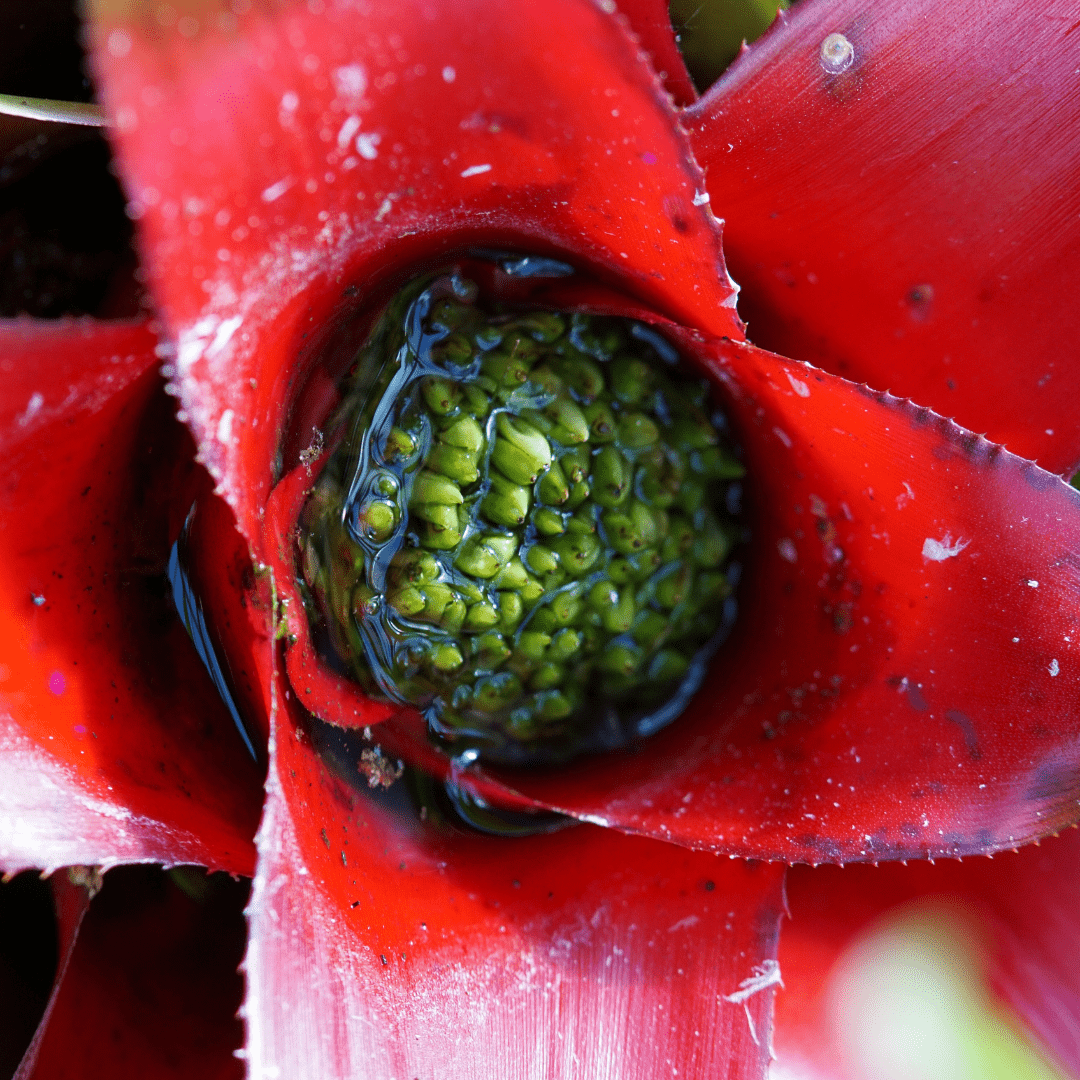 Neoregelia Fireball Ø9 -