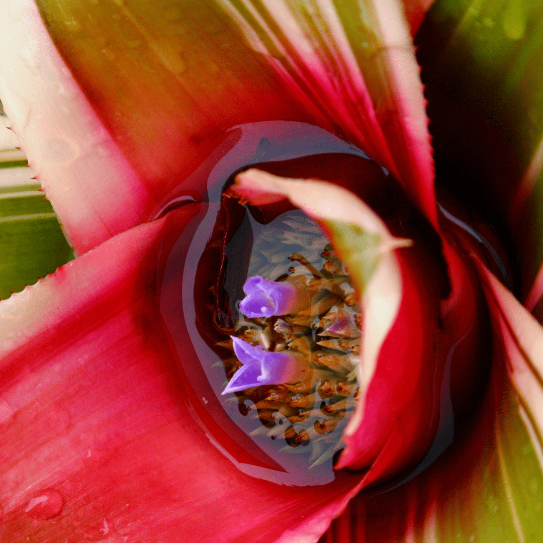 Neoregelia Fireball Variegato Ø9 -