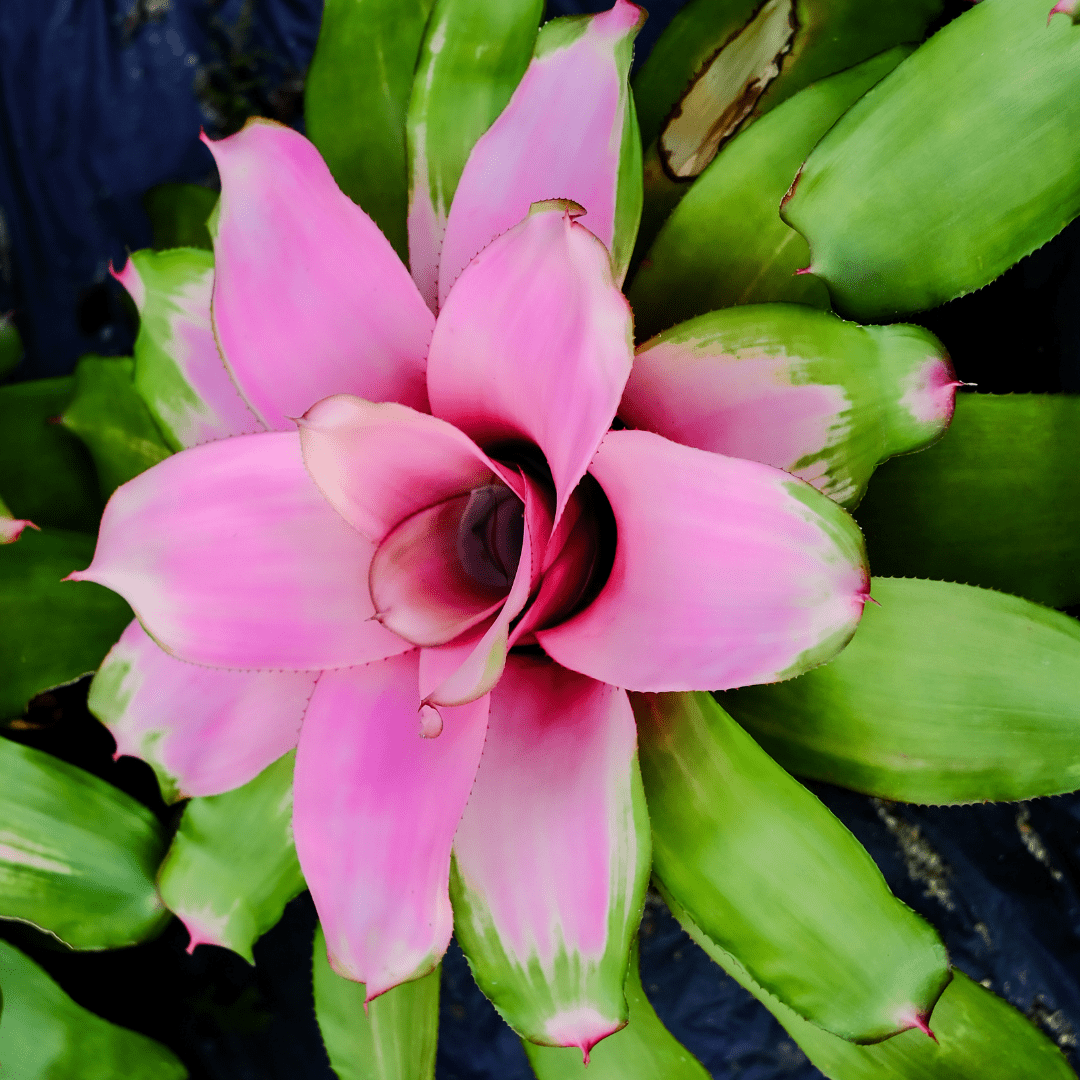 Neoregelia Naunce Ø14 -