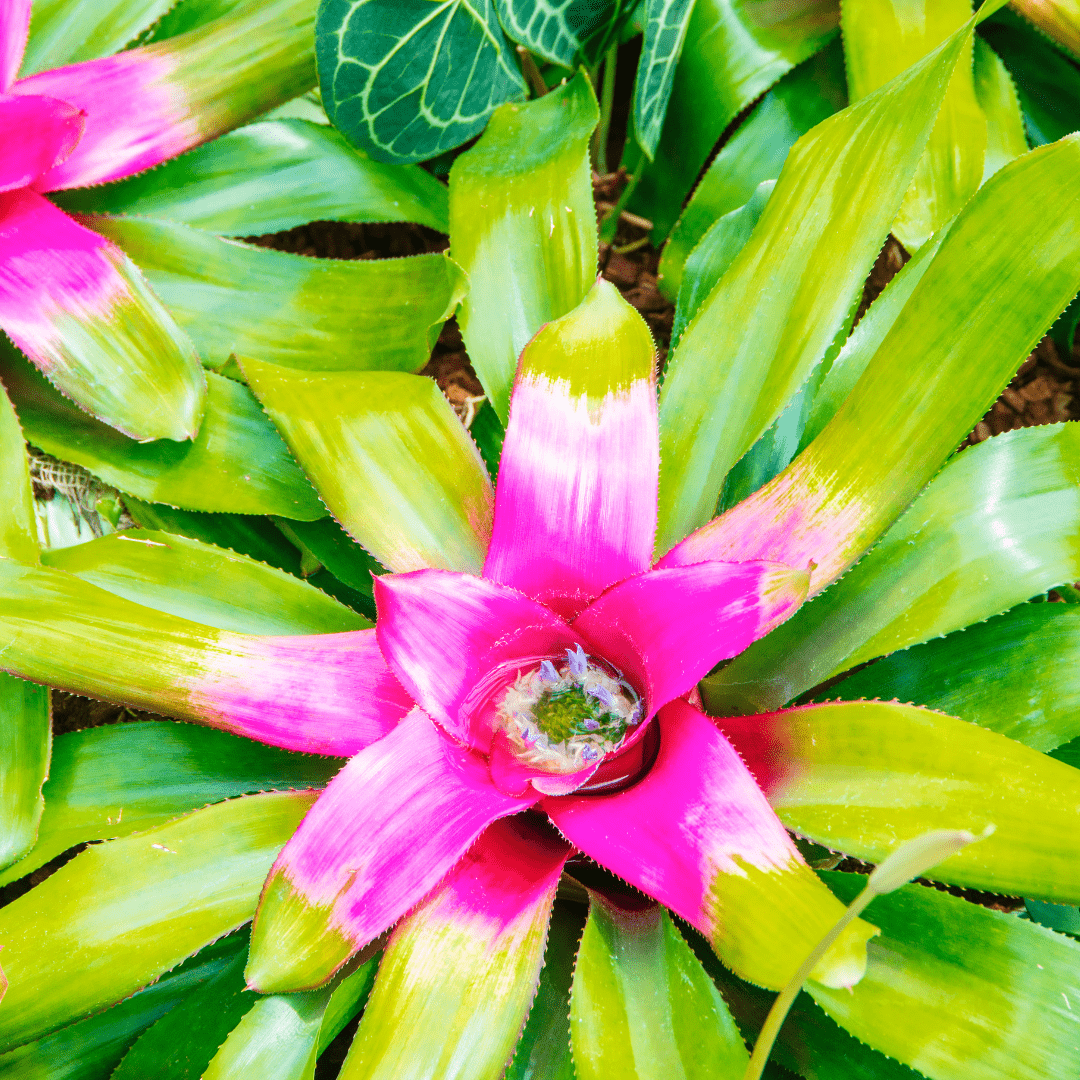Neoregelia Naunce Ø14 -