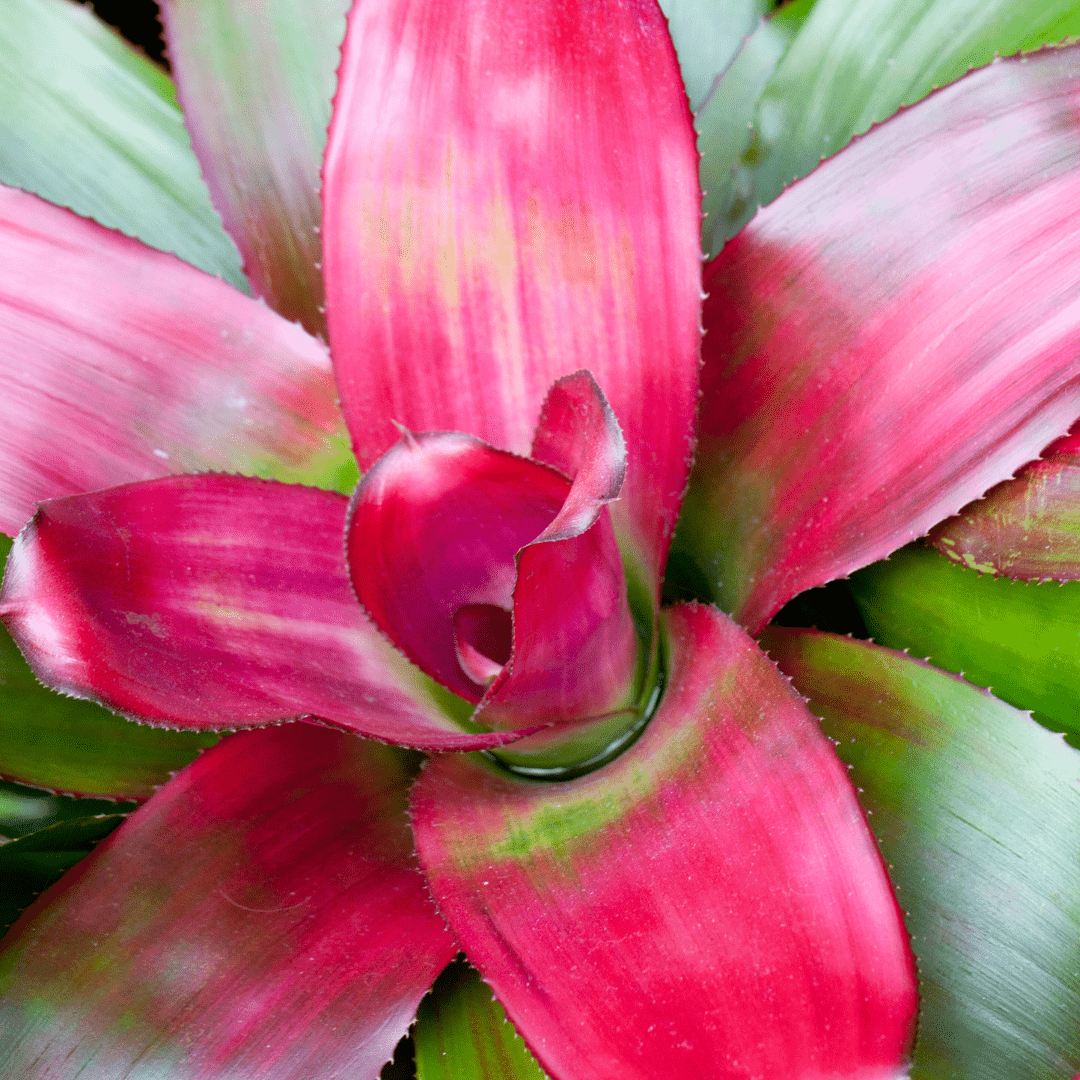 Neoregelia Naunce Ø14 -