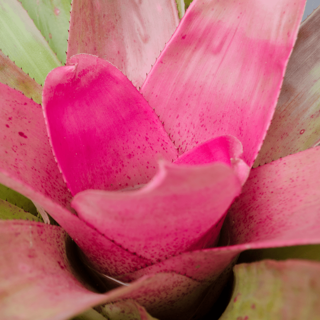 Neoregelia Naunce Ø14 -