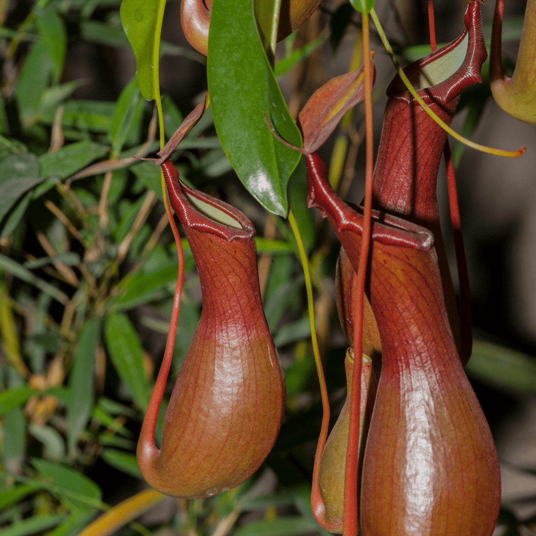 Nepenthes Baschet -