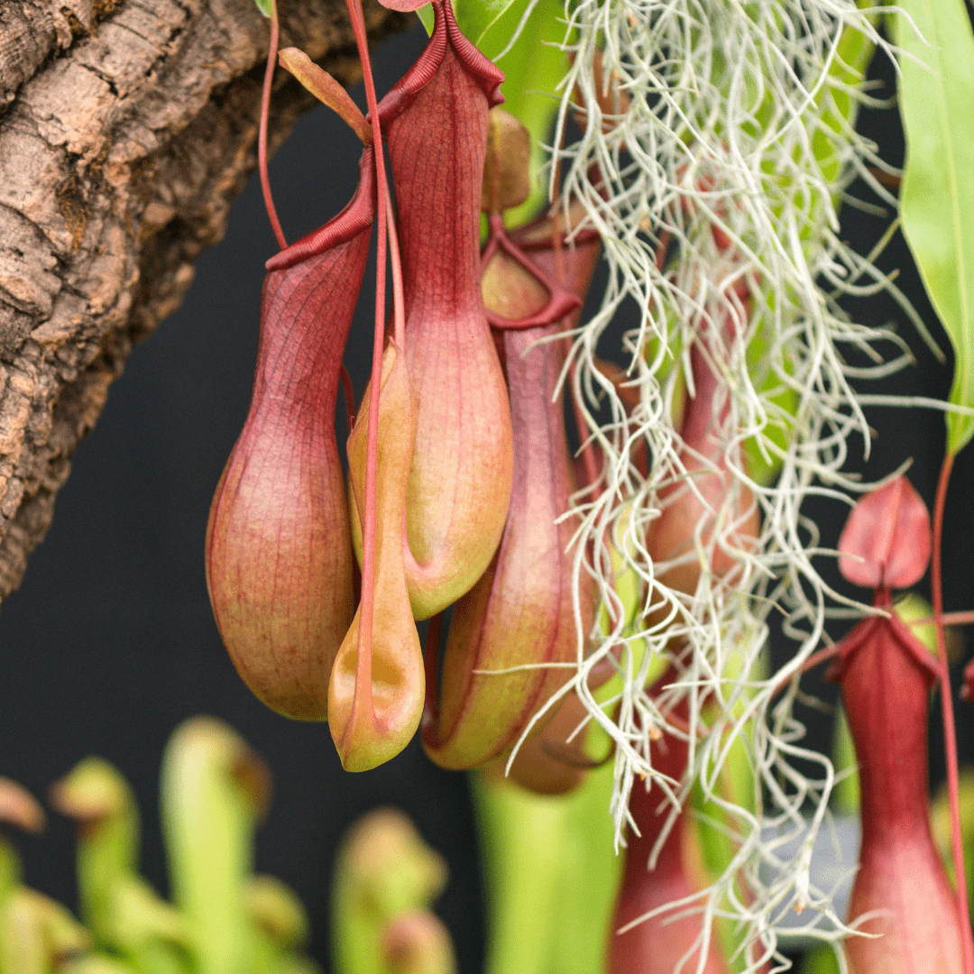 Nepenthes Baschet -