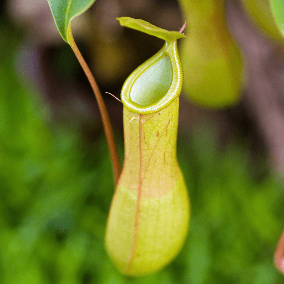 Nepenthes Baschet -