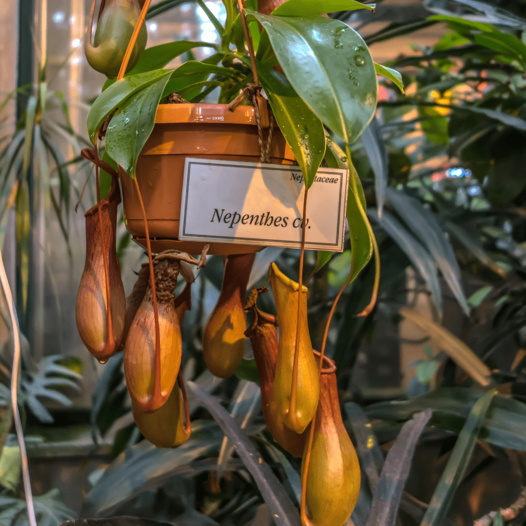 Nepenthes Baschet -