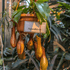 Nepenthes Baschet -