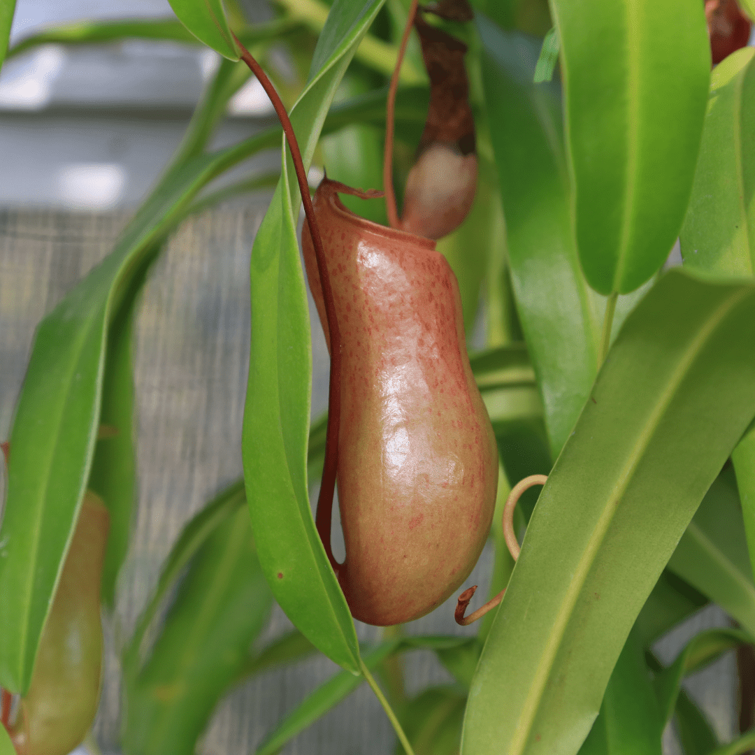 Nepenthes Baschet -