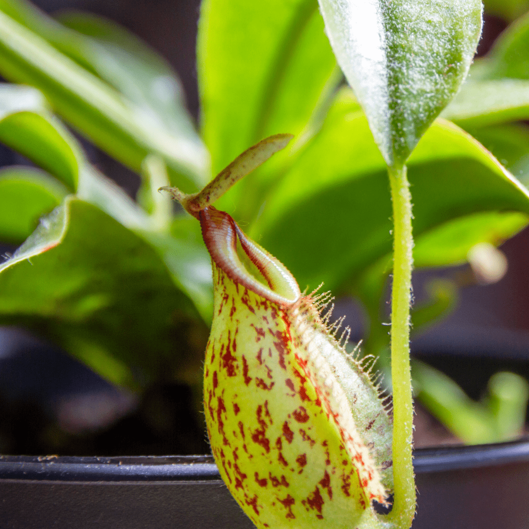 Nepenthes Ø9 -