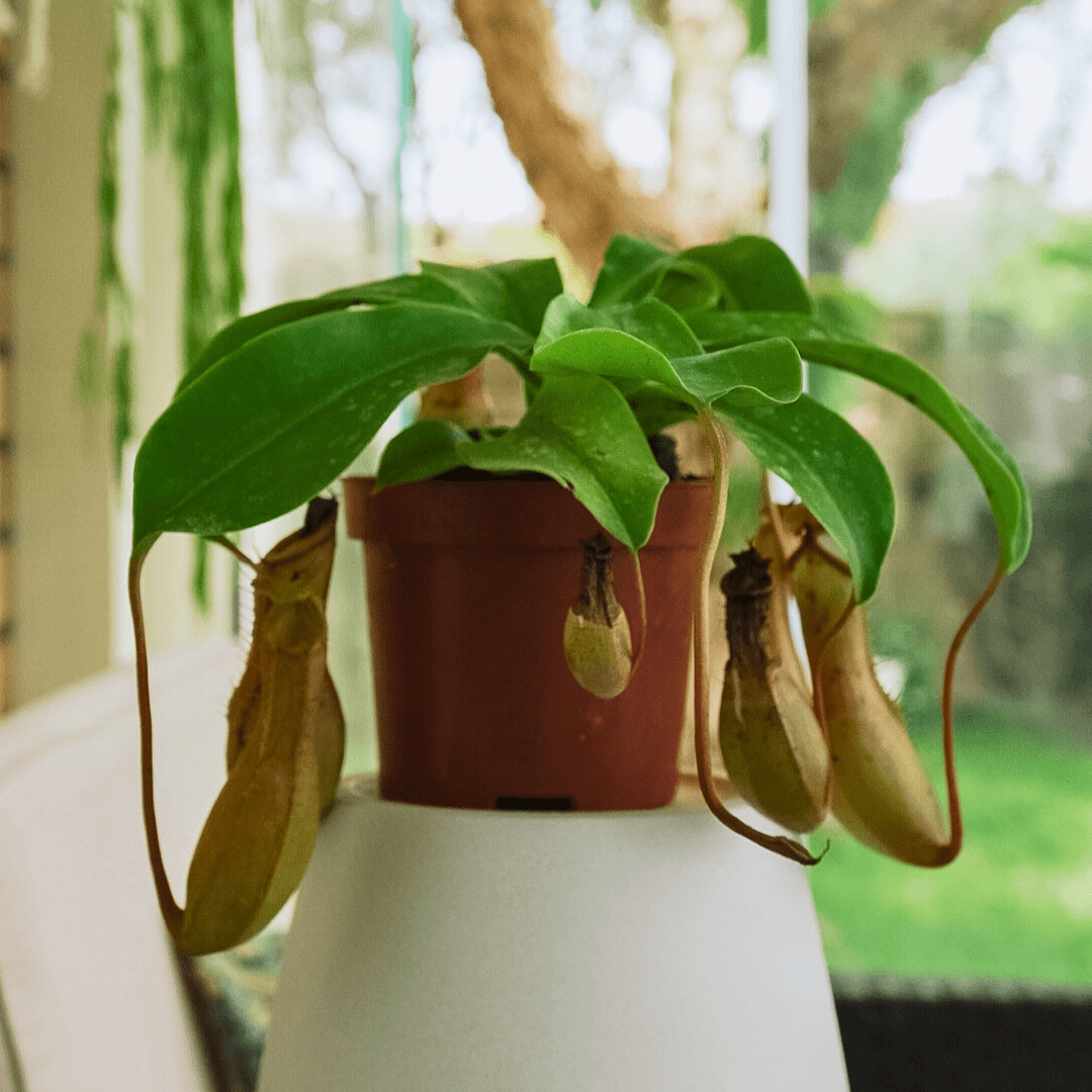 Nepenthes Ø9 -