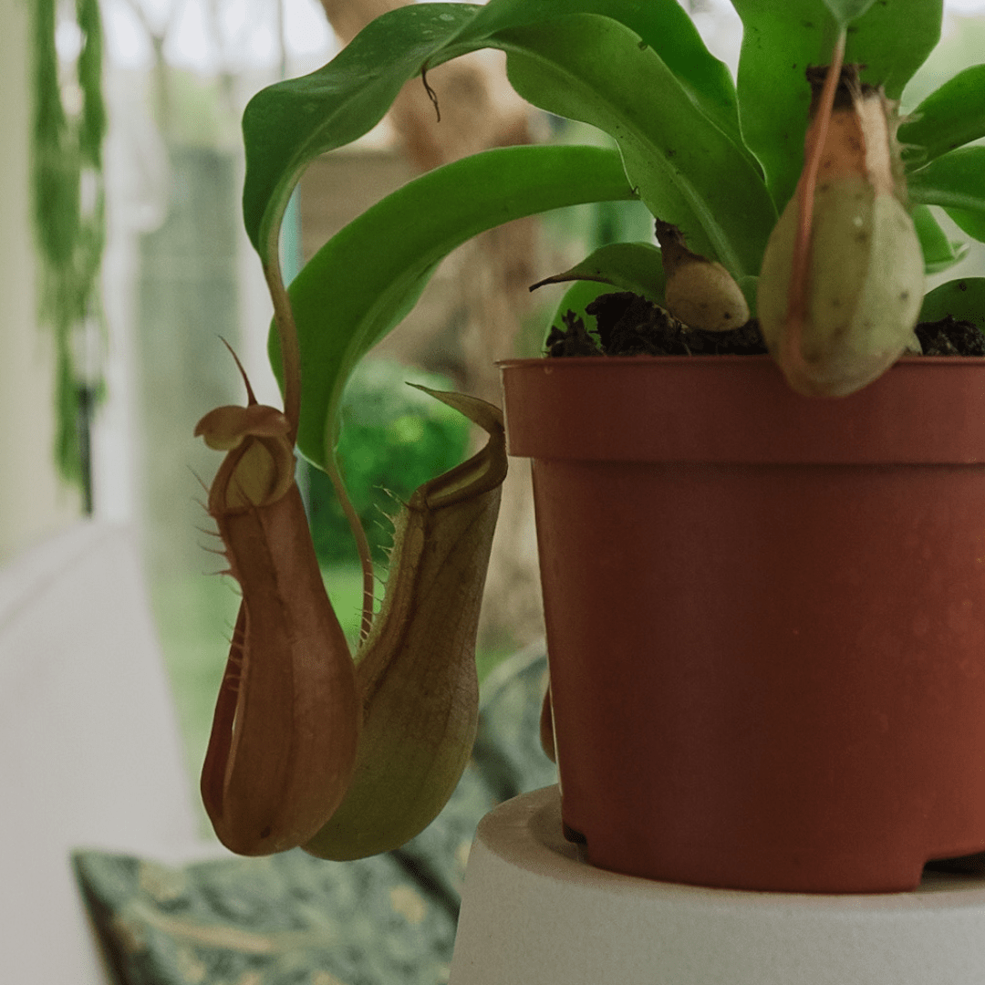 Nepenthes Ø9 -