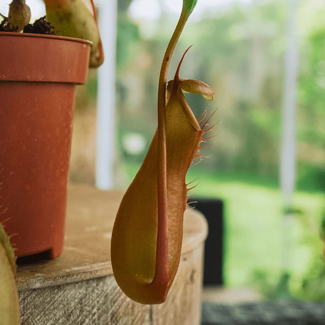 Nepenthes Ø9 -