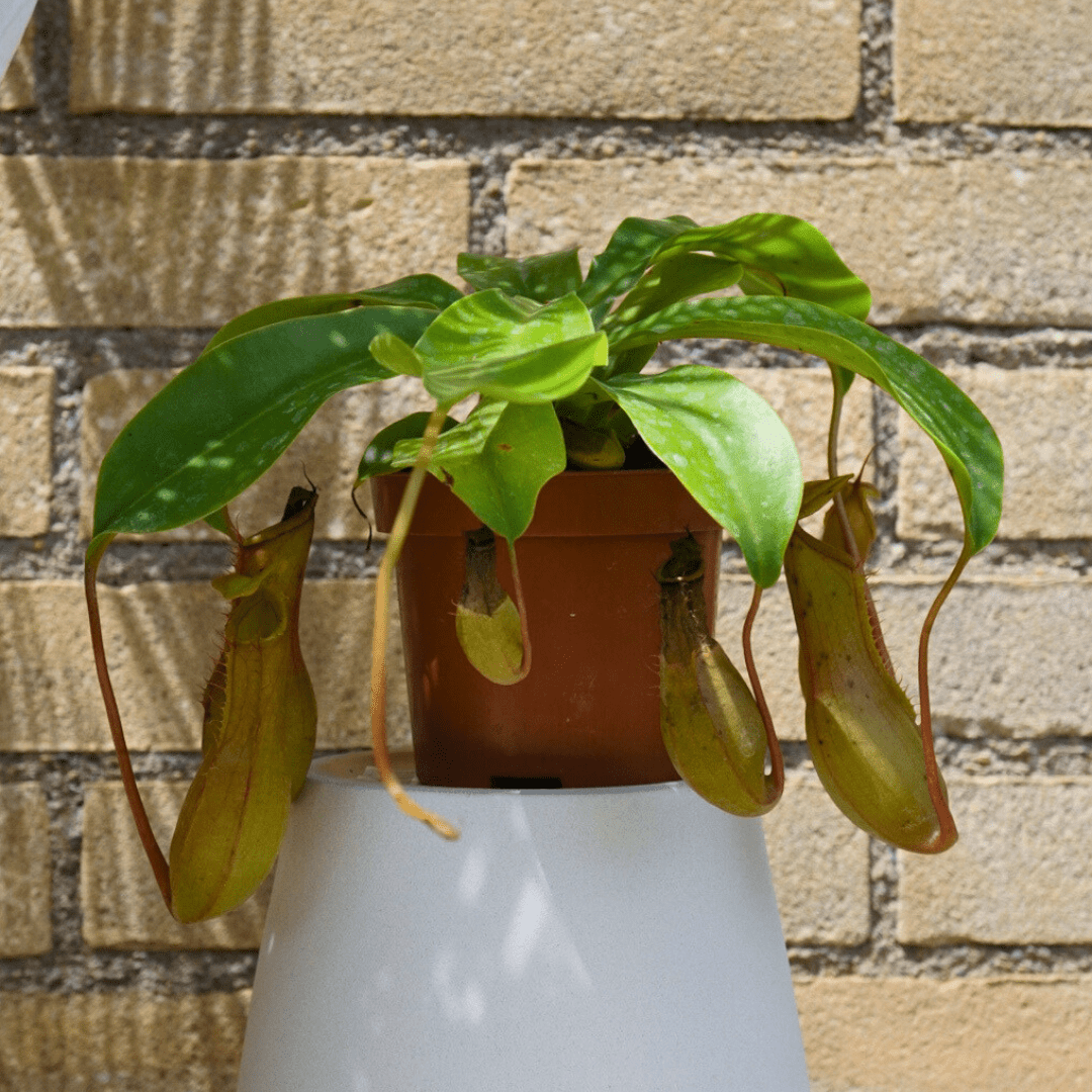 Nepenthes Ø9 -