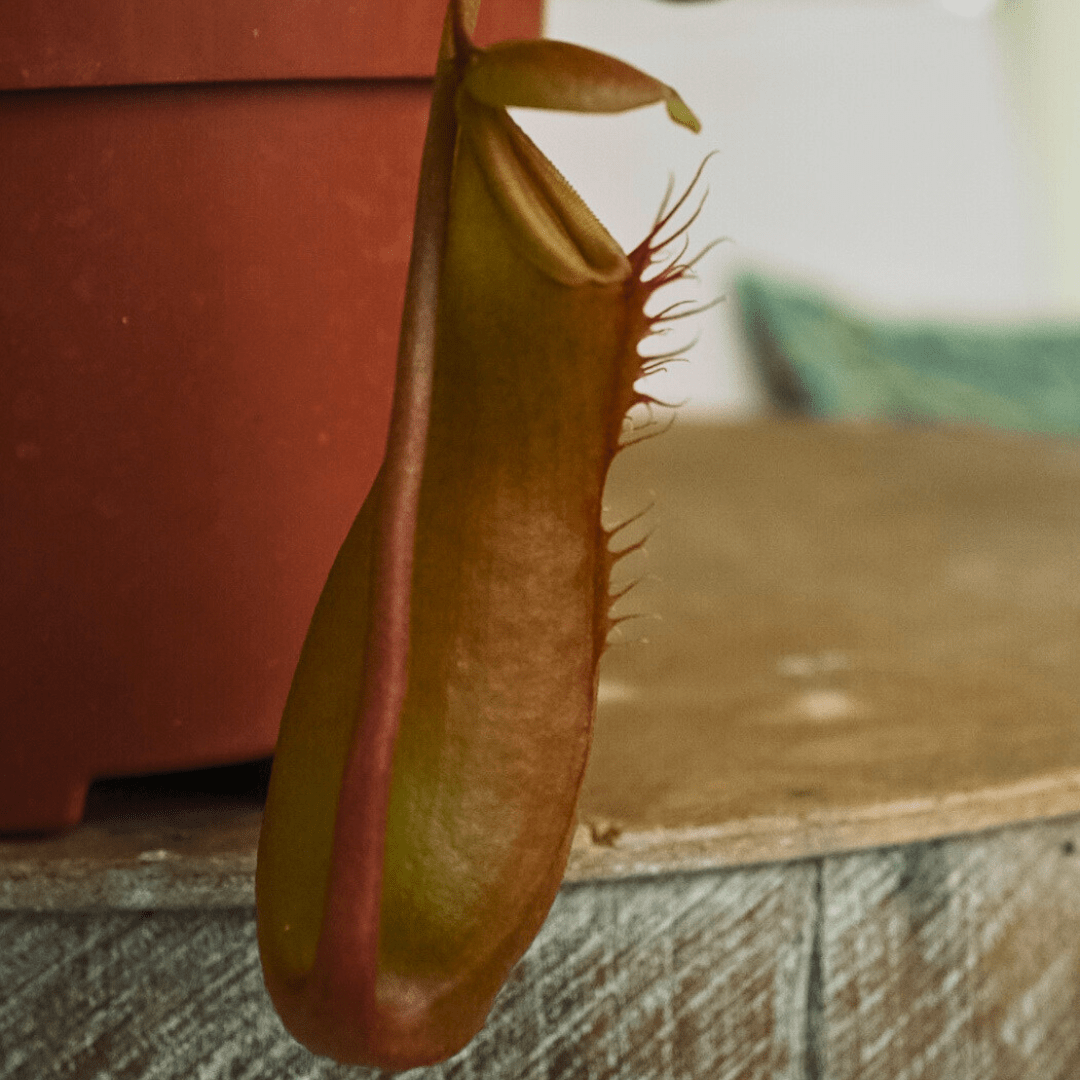 Nepenthes Ø9 -