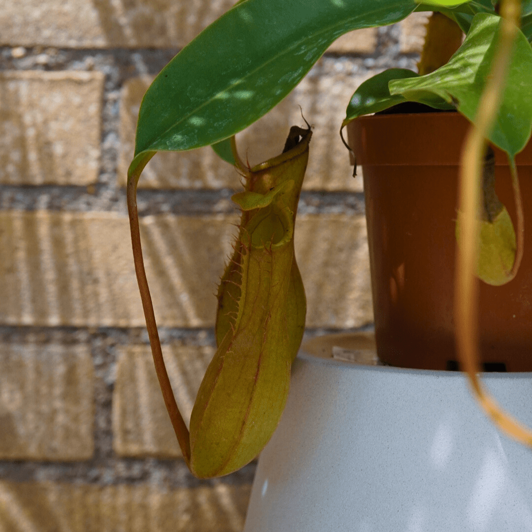 Nepenthes Ø9 -