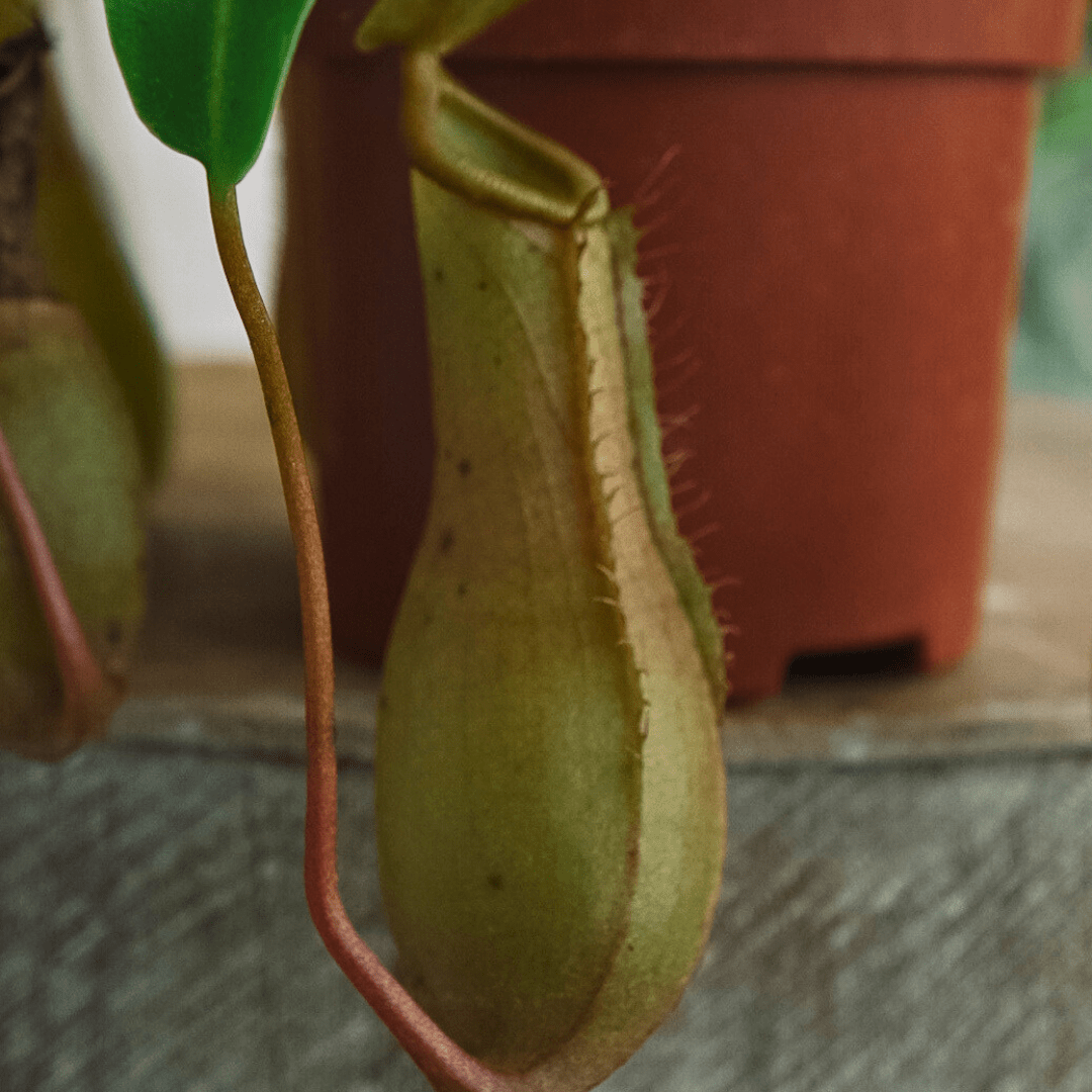 Nepenthes Ø9 -