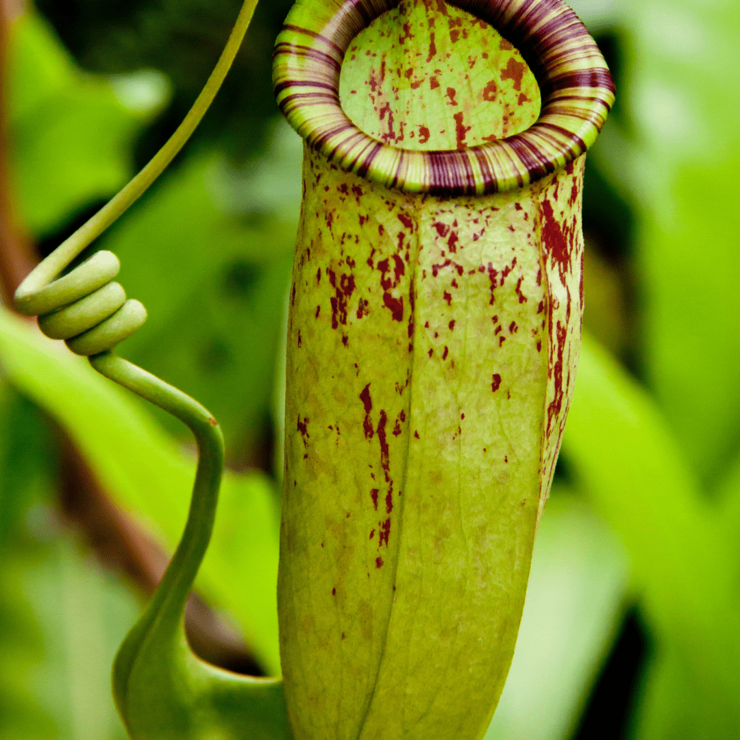 Nepenthes Ø9 -