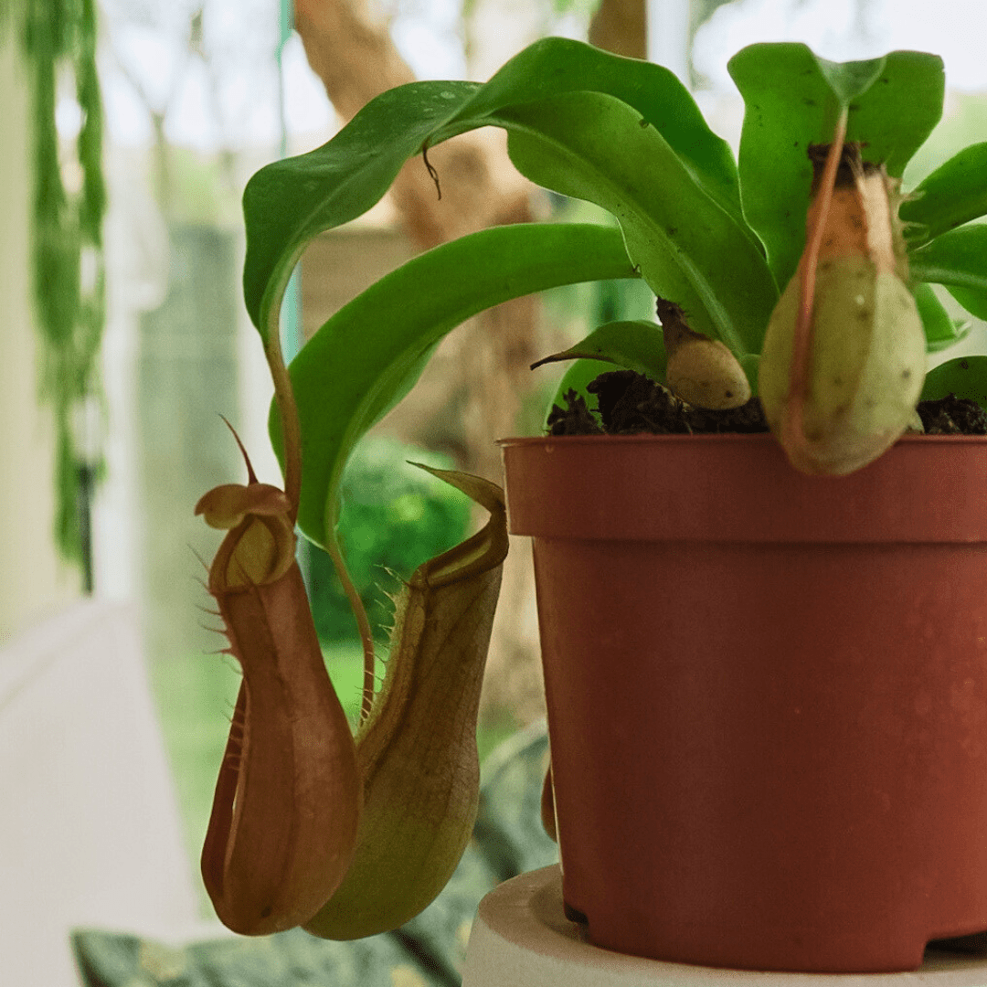Nepenthes Ø9 -
