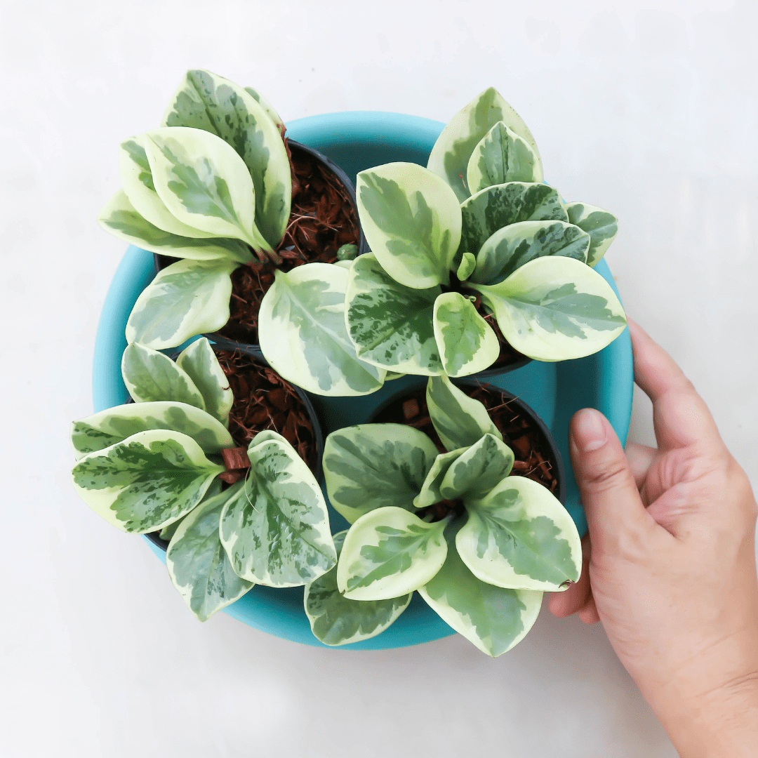 Peperomia Obtusifolia Variegata Ø9 -