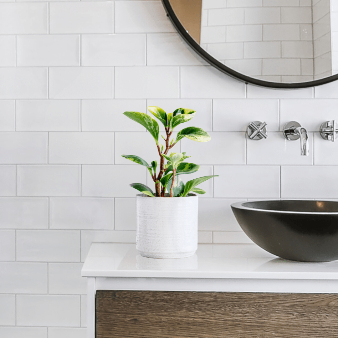 Peperomia Obtusifolia Variegata Ø9 -