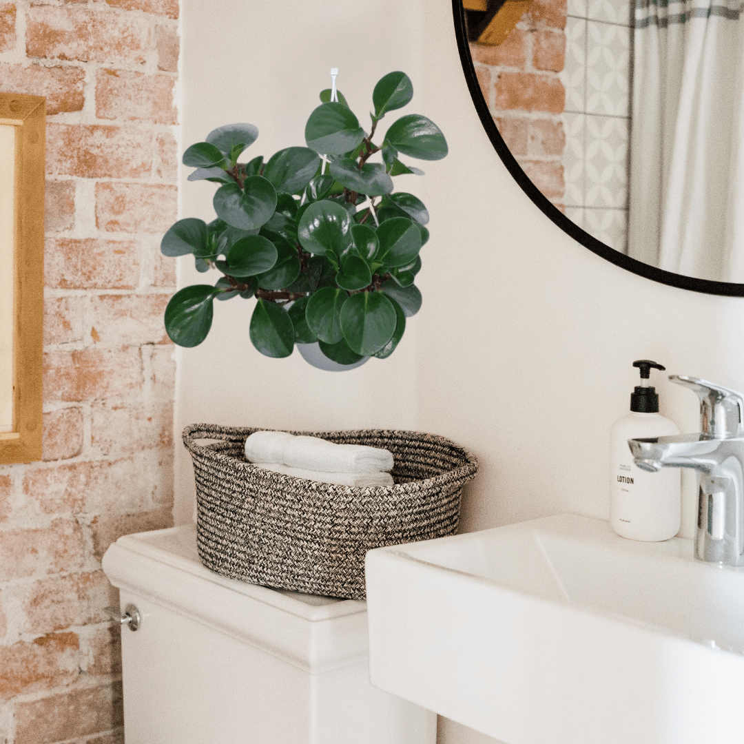 Peperomia Obtusifolia Verde Ø18 Baschet -