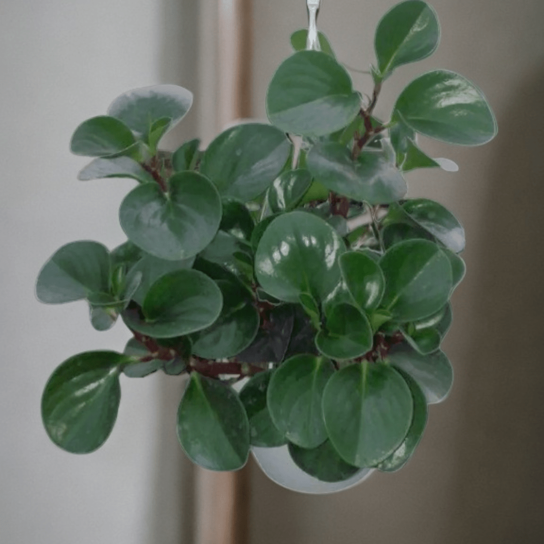 Peperomia Obtusifolia Verde Ø18 Baschet -