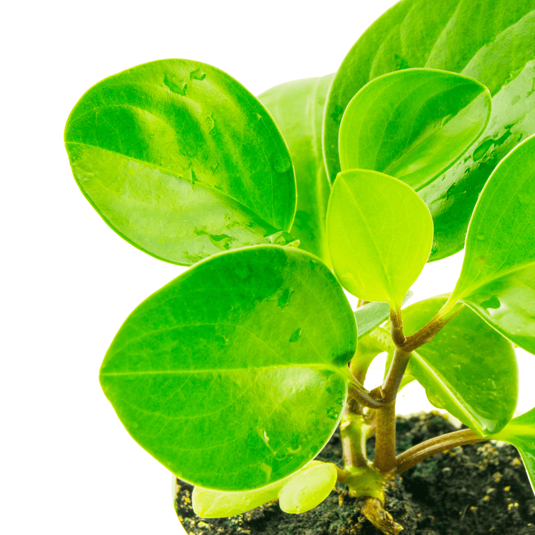 Peperomia Obtusifolia Verde Ø18 Baschet -