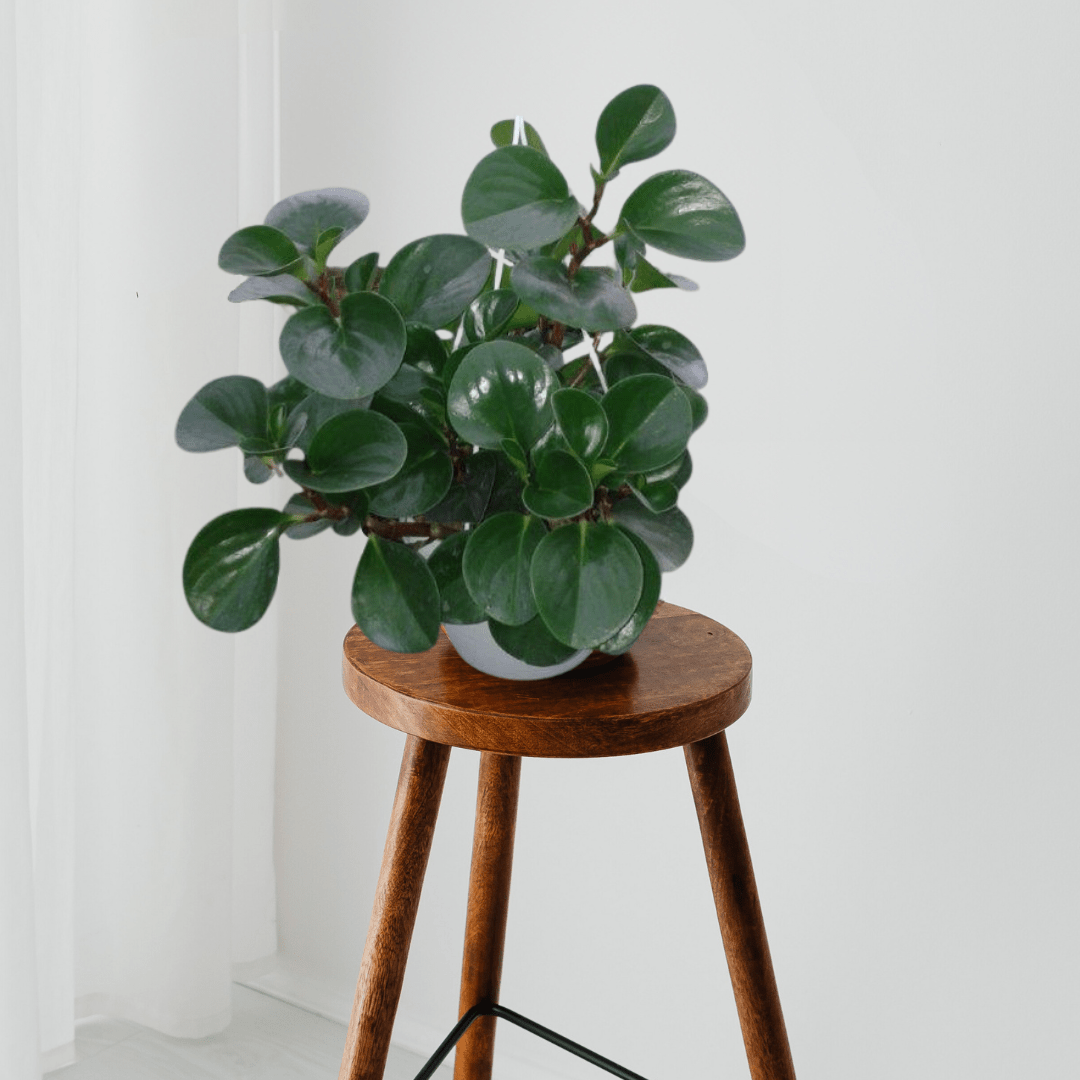 Peperomia Obtusifolia Verde Ø18 Baschet -