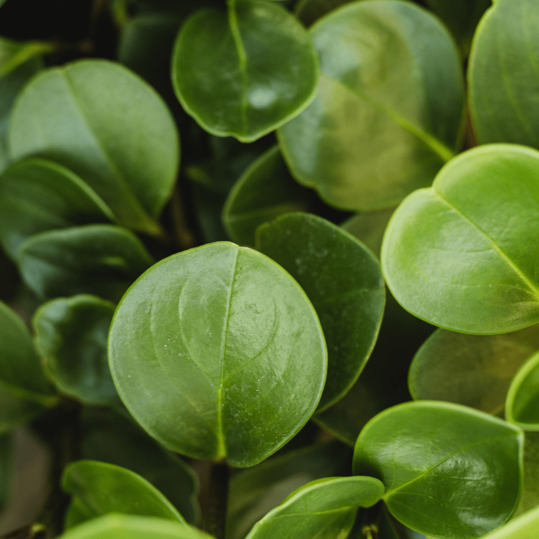 Peperomia Obtusifolia Verde Ø9 -