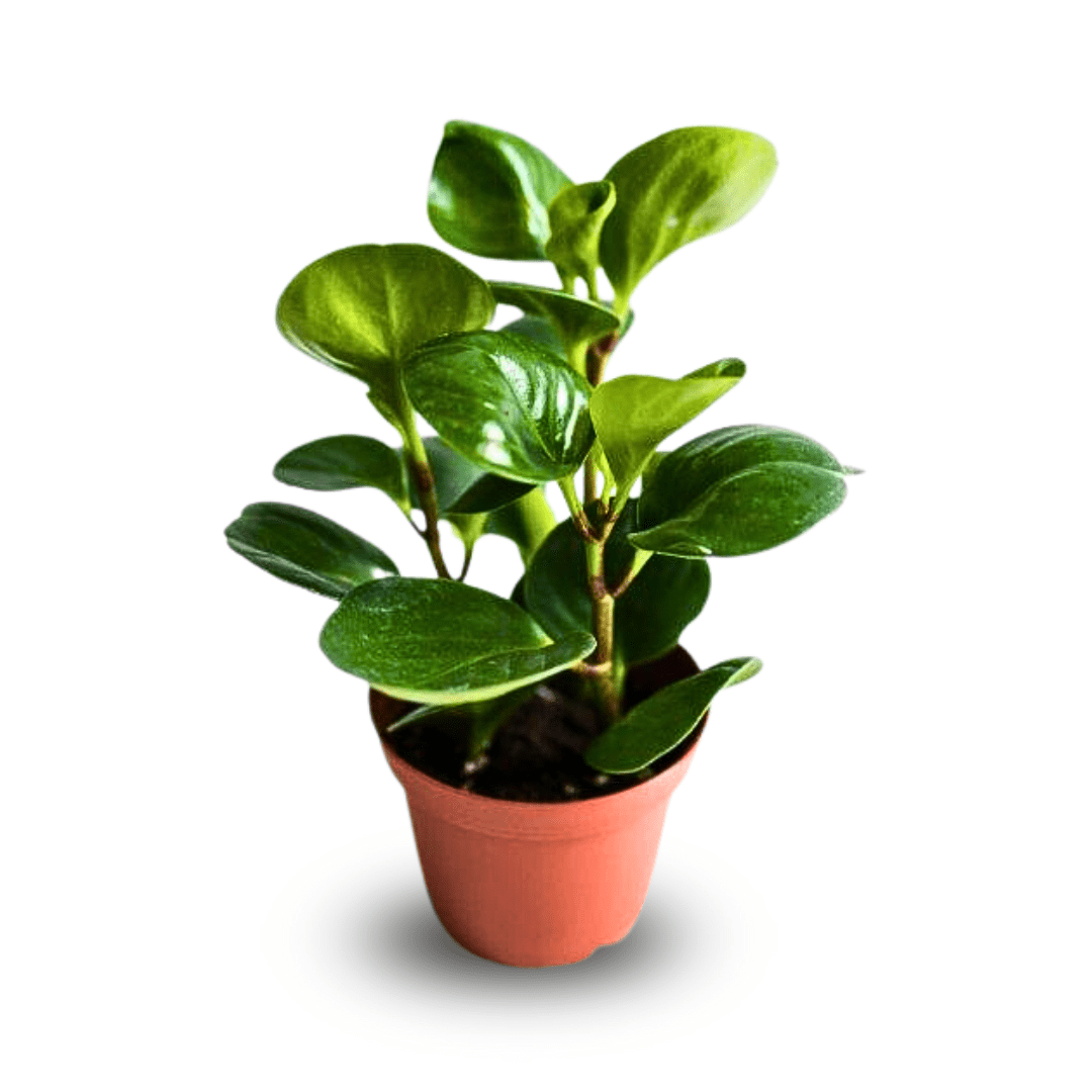 Peperomia Obtusifolia Verde Ø9 -