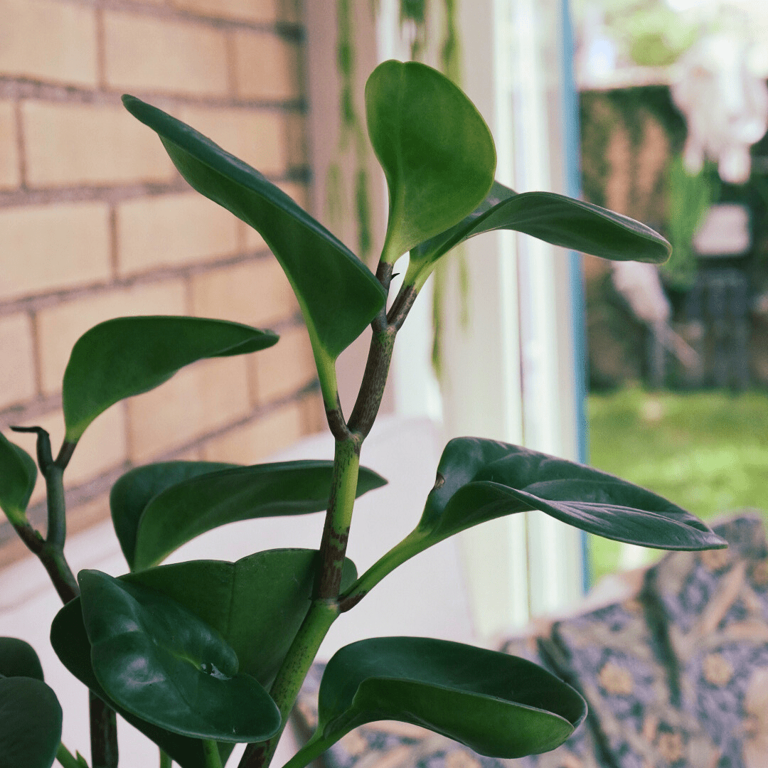 Peperomia Obtusifolia Verde Ø9 -