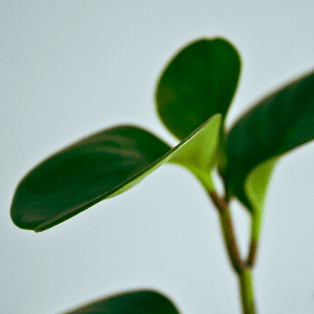 Peperomia Obtusifolia Verde Ø9 -